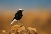 Belorit saharsky - Oenanthe leucopyga - White-crowned wheatear 1543